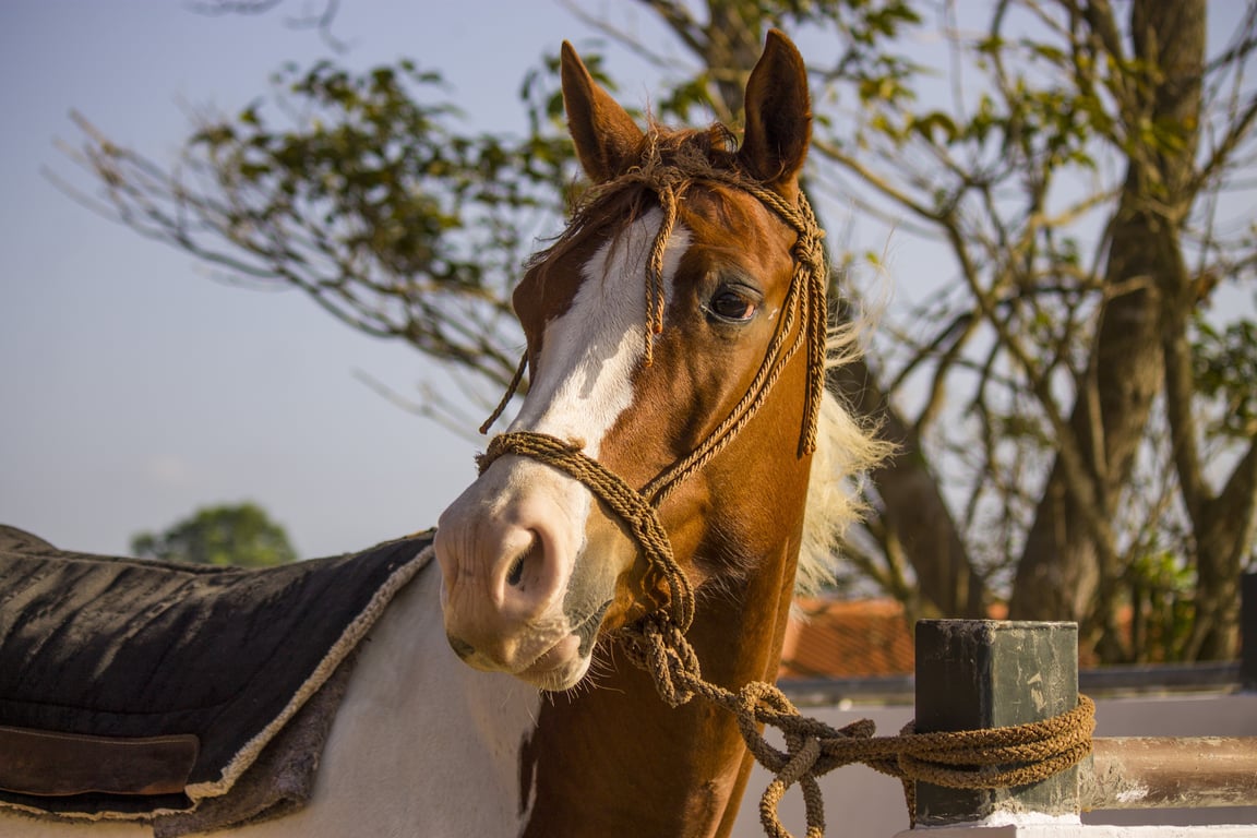 horse trailer brakes