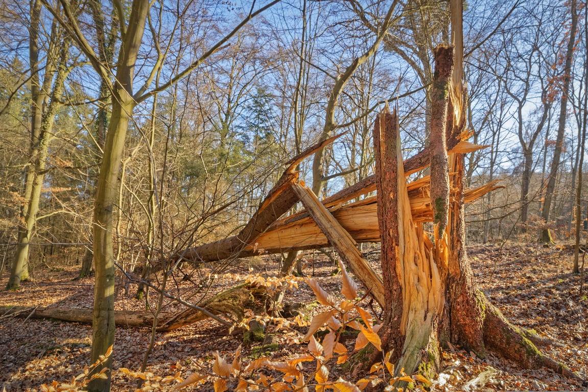 storm damaged roof