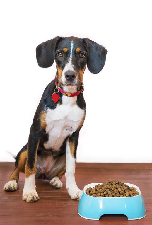 dog kibble bowl