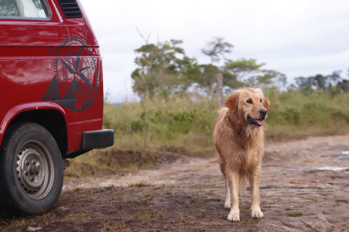 mobile dog grooming van