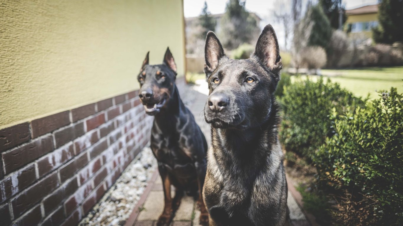 Low Cost Dog Training Near Me: How to Compare Affordable Local Options