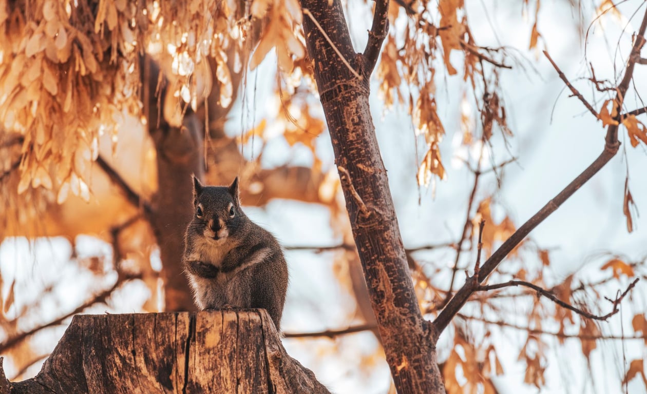 Rodent Removal: Eliminate the Infestation and Keep Rodents Out