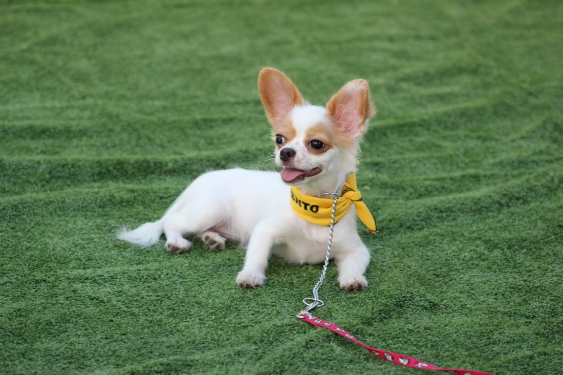 dog obedience class