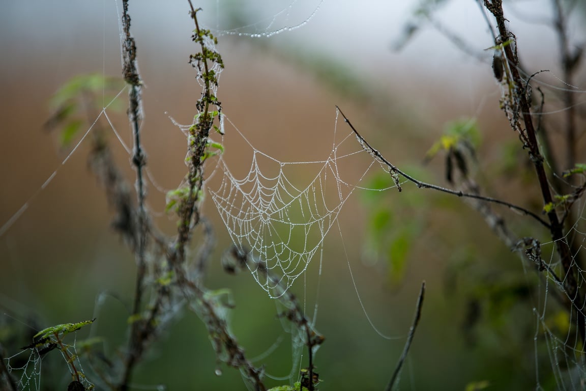 spider close-up