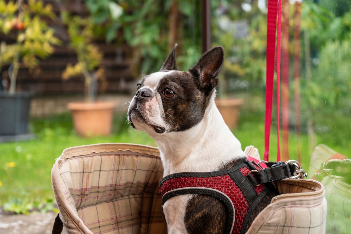dog grooming training