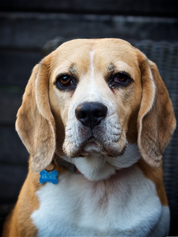 dog veterinary examination