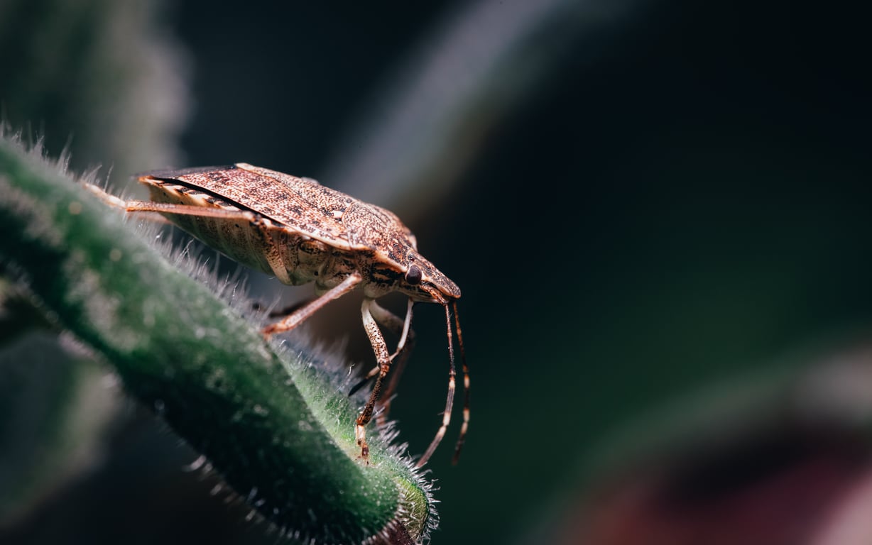 Insect and Rodent Control: A Homeowner’s Guide to Prevention and Treatment