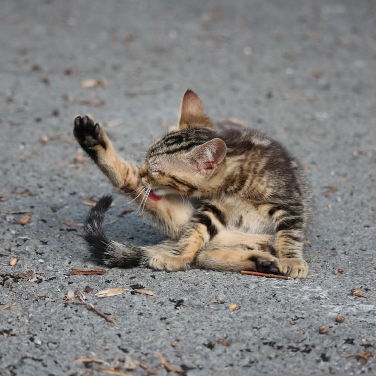 mobile cat grooming