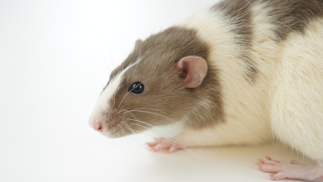 Rat Exterminator Guide: When Professional Control Is Worth It