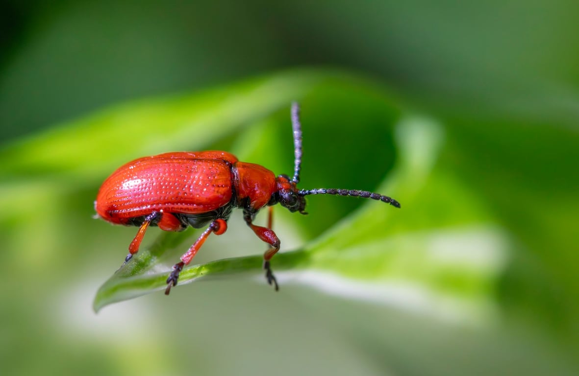 Terminix Cost: What Homeowners Should Expect to Pay for Pest Control