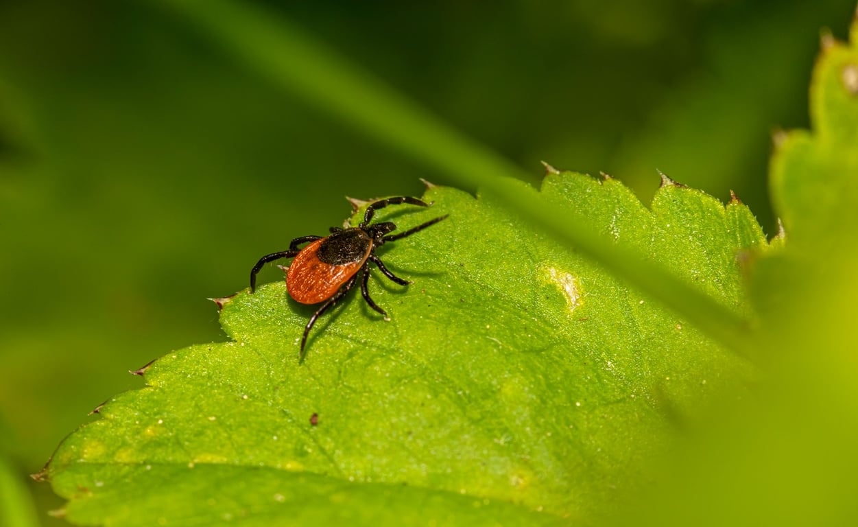 Pest Control Prices: What Homeowners Should Compare Before Hiring an Exterminator