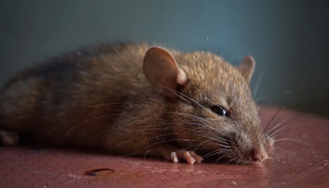 Rat Control Near Me: How to Choose a Reliable Local Exterminator