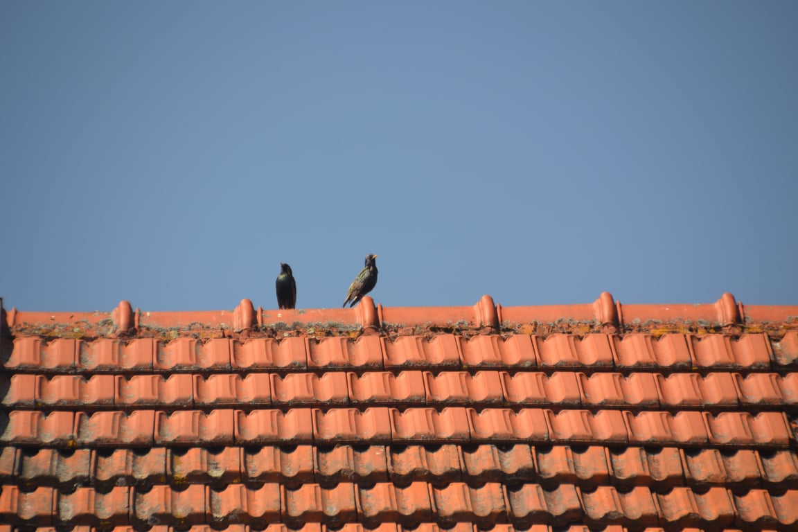 asphalt shingle roof