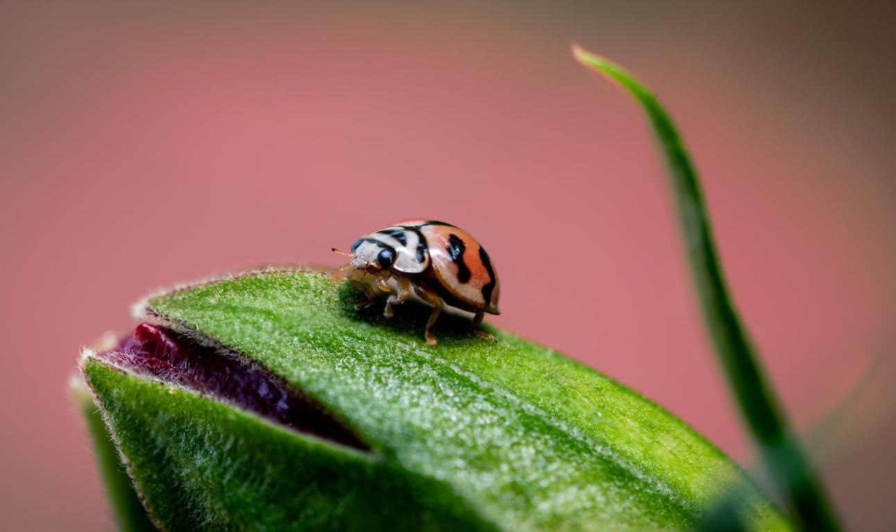 Insect & Pest Control: Identify Early, Treat Smart, Protect Your Home