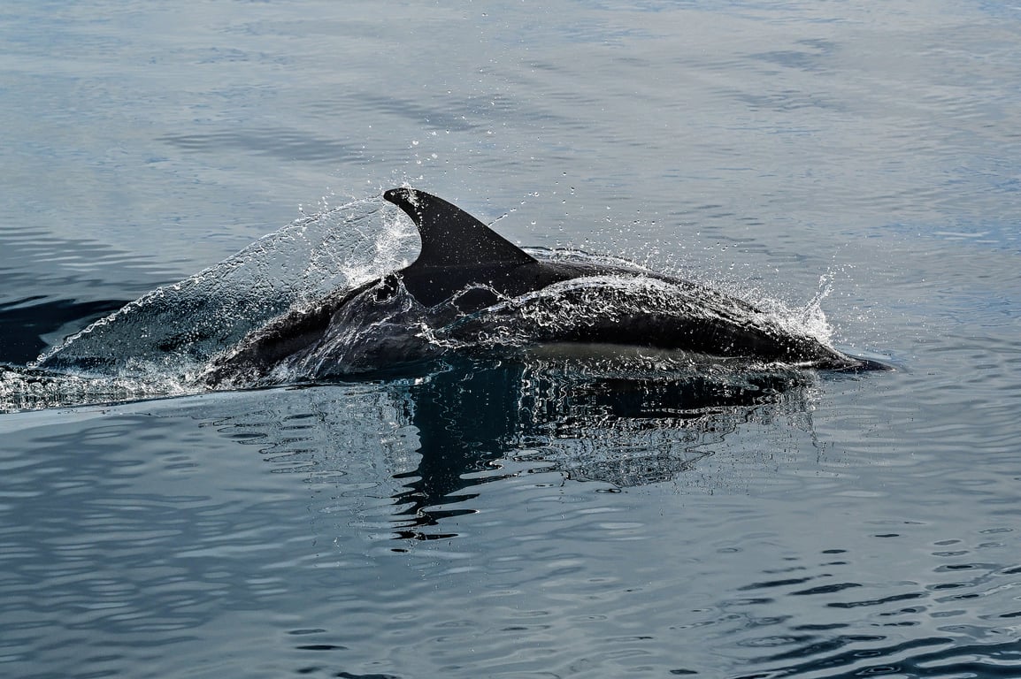 Dolphin Sigma robotic pool cleaner