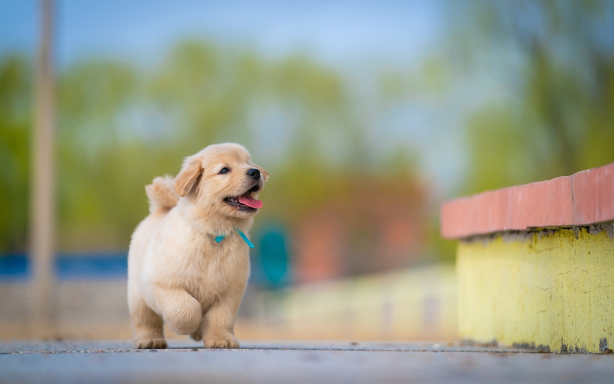 dog loose-leash walking