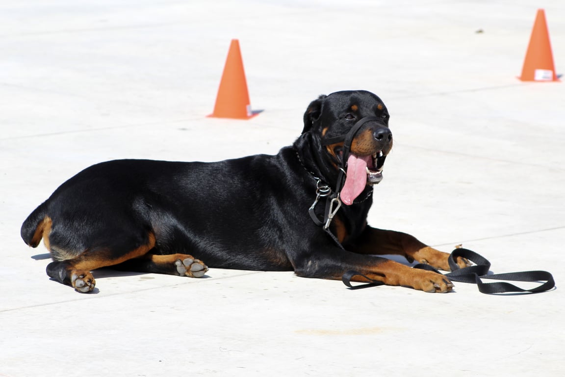 dog obedience training class