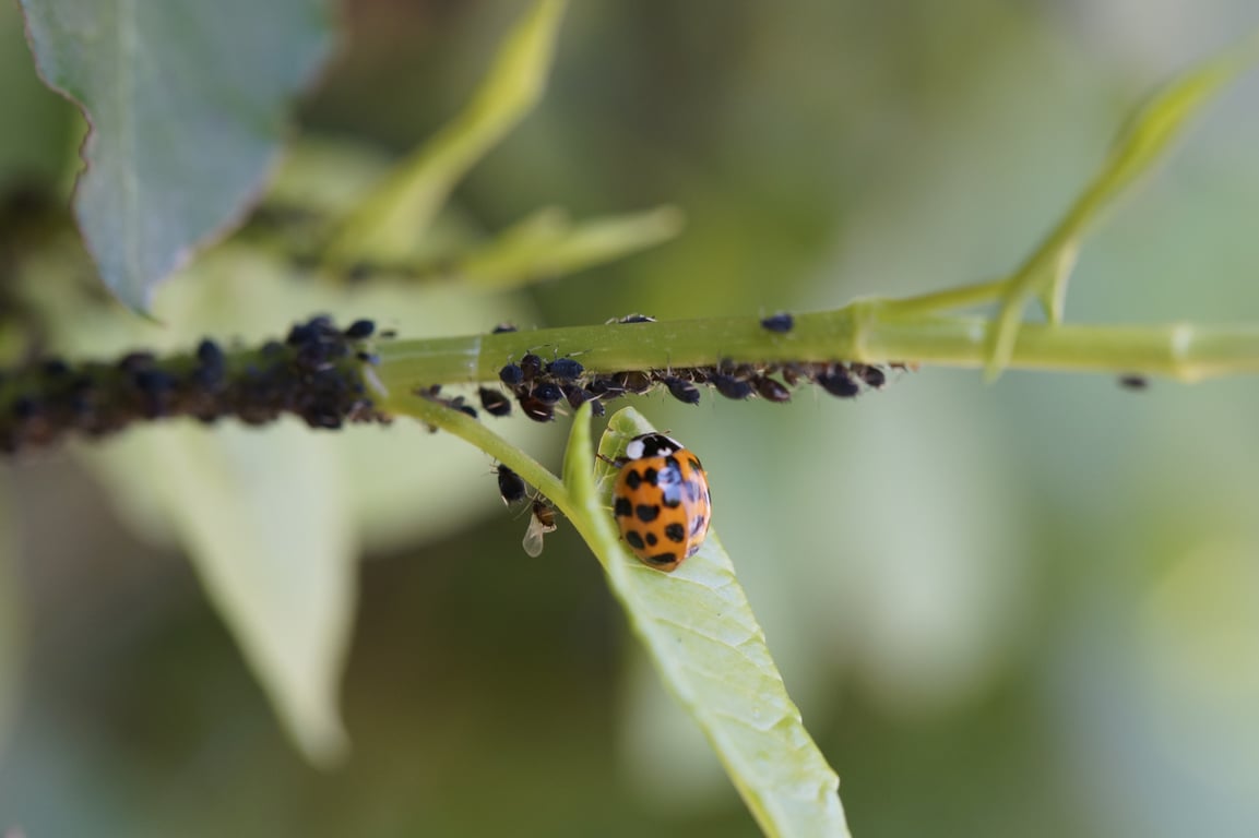 pest control technician home inspection