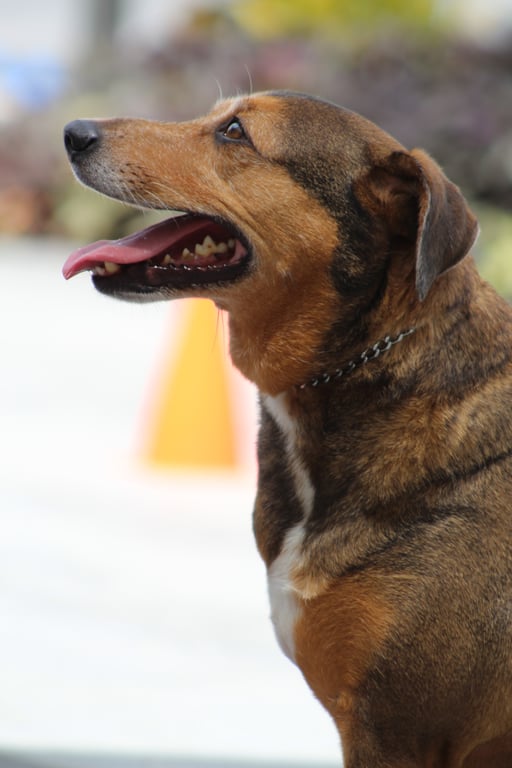 dog obedience training class