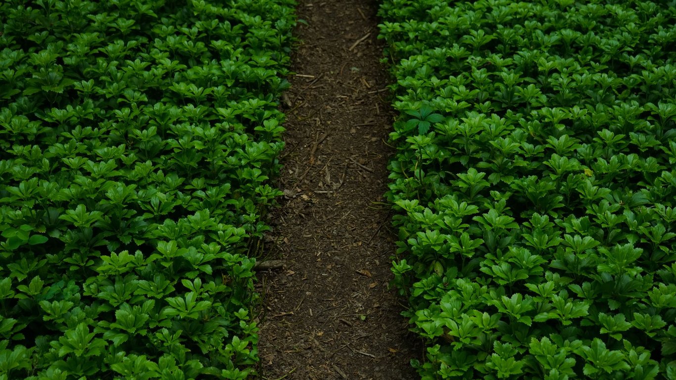Landscape Contractors: How to Compare Services, Costs, and Quality