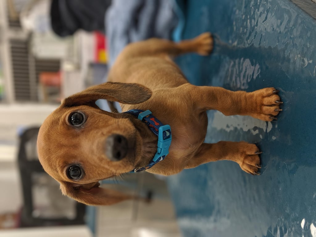 veterinarian examining dog