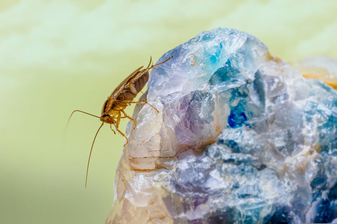 cockroach pest control technician