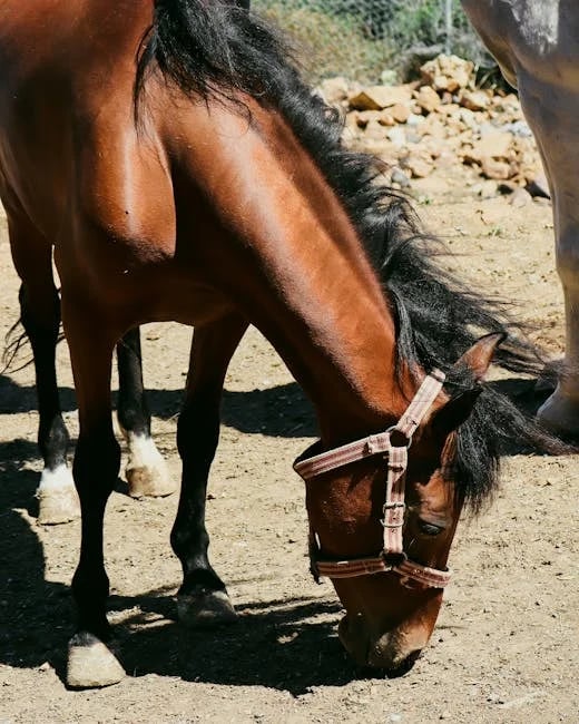 Image describing 10 Best Semester at Sea Scholarships You Need for 2025