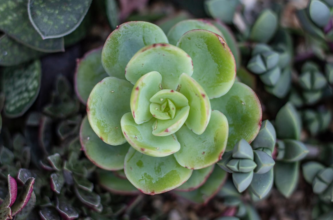 Drought Tolerant Landscape Design: A Smarter Plan for Lower-Water Yards