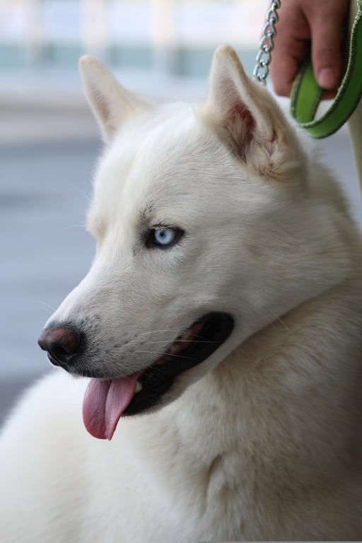 dog training class