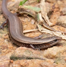 Asian Common Toad