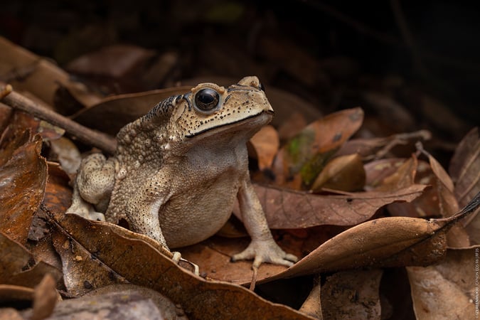 Asian Common Toad