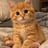 Pet creator 2