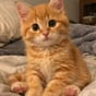 Shoot planning Pet workflow