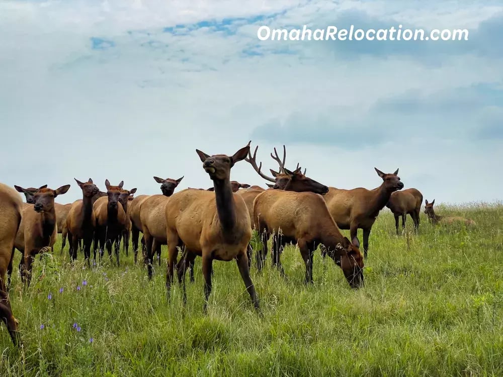 A herd of elk in a pasture.