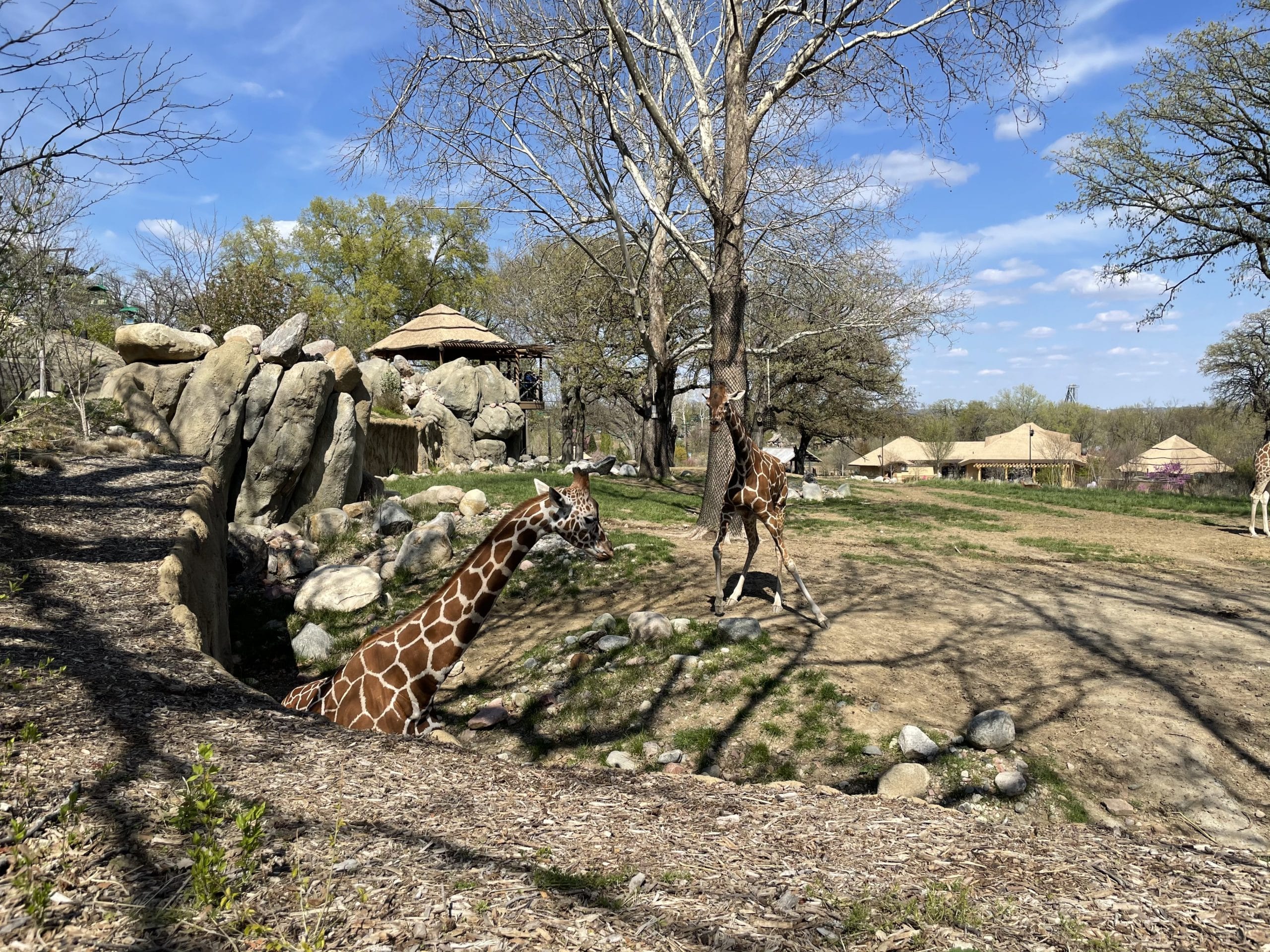 Giraffes prowling around the Scott African Grasslands. 