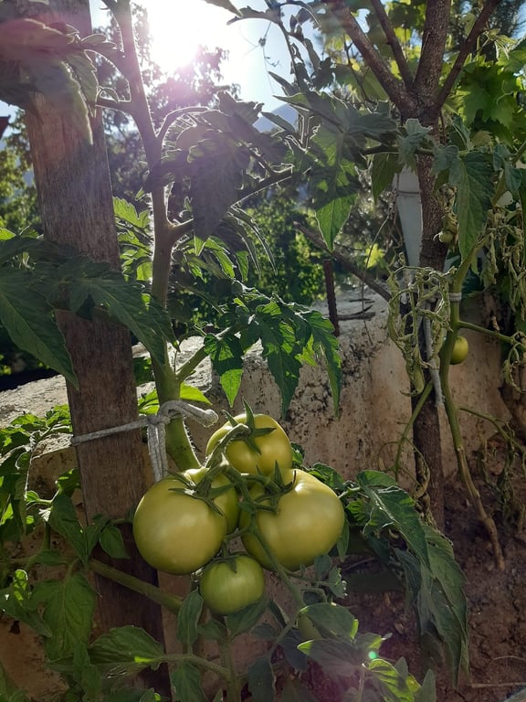 Avcu Unlu Mamulleri