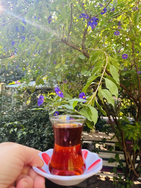 Çamlı Keyif