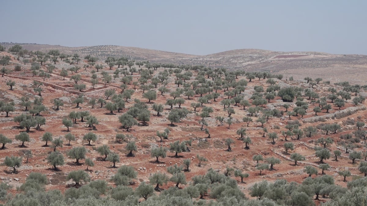 Taybeh (pictures courtesy of Brewgooder)