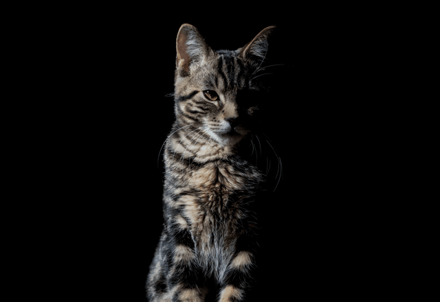 חתול מרכז וטרינרי במרכז ראשון לציון - ד״ר טינה וד״ר גיא אוהב-שלום​