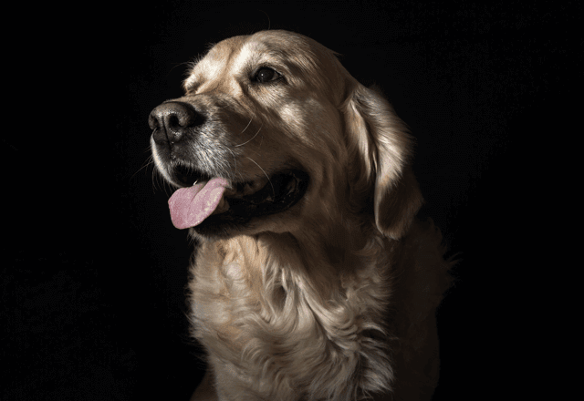 כלב מרכז וטרינרי במרכז ראשון לציון - ד״ר טינה וד״ר גיא אוהב-שלום​