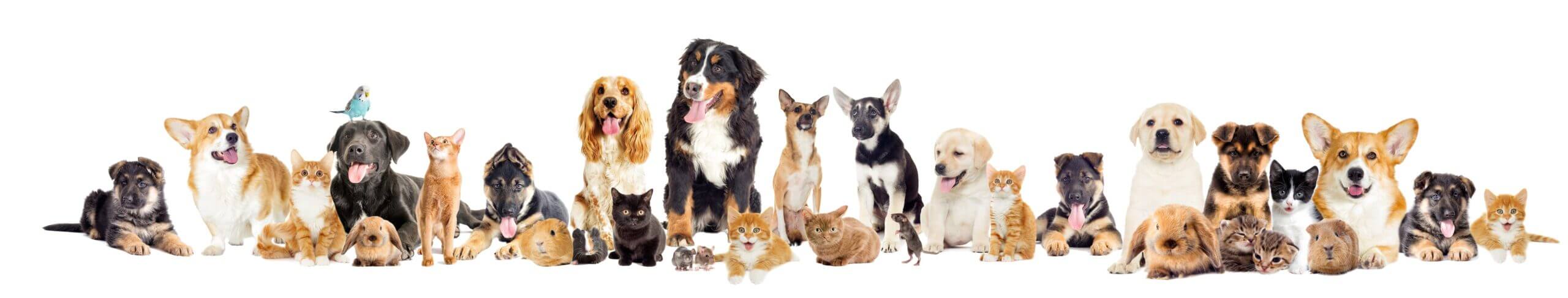 מרכז וטרינרי ד״ר גיא וד״ר טינה אוהב-שלום