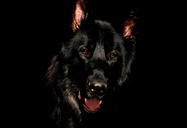 כלב מרכז וטרינרי במרכז ראשון לציון - ד״ר טינה וד״ר גיא אוהב-שלום​