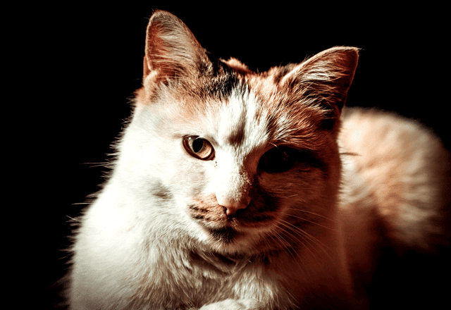 חתול מרכז וטרינרי במרכז ראשון לציון - ד״ר טינה וד״ר גיא אוהב-שלום​