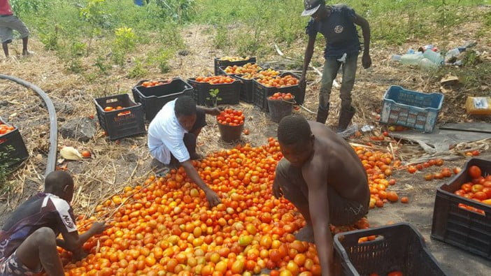 tomates