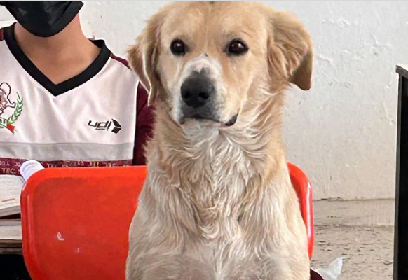 Após várias vezes acompanhar o seu dono à escola, cão é convidado a assistir à aula