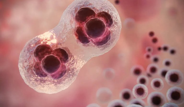 Cientistas criam primeiro “embrião” humano sintético sem óvulo nem espermatozoide