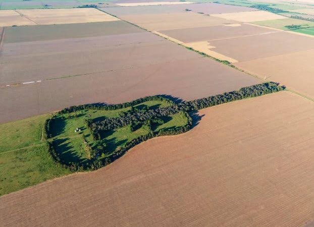 Homem planta 7 mil árvores para criar floresta com formato de violão em homenagem à esposa