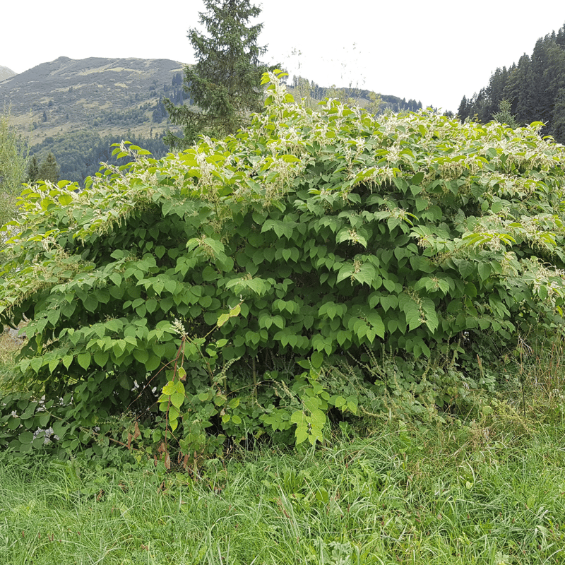 Japanese Knotweed (Fallopia japonica)