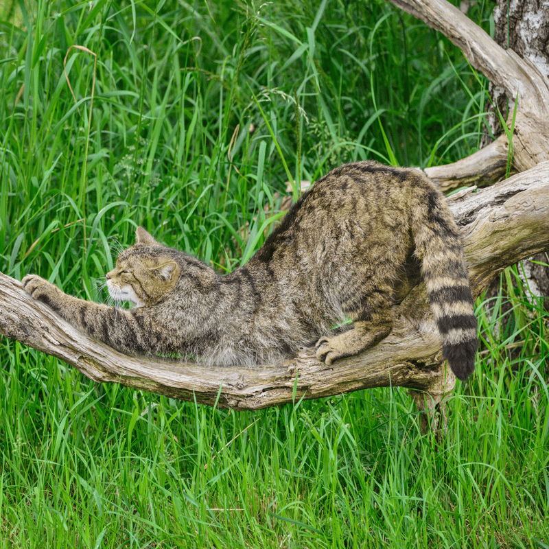 Scottish Wildcat stretches on tree