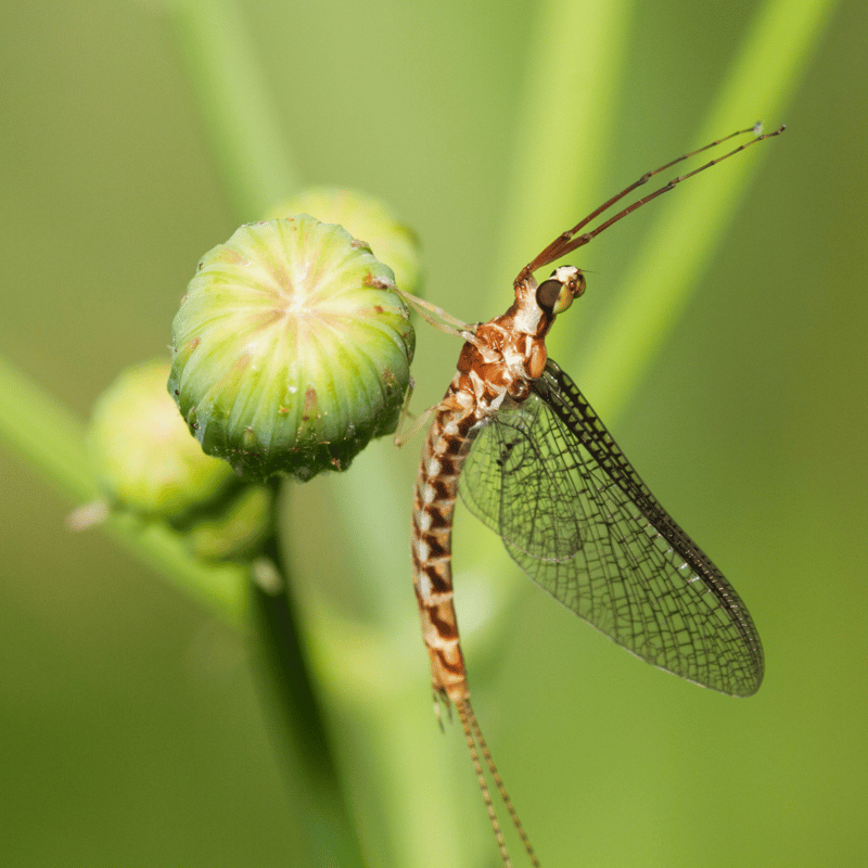 Magnified photo of a Mayfly